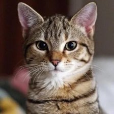 Схема вышивки «№2550608»