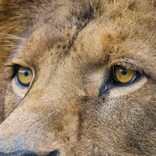 Схема вышивки «Лев»