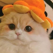 Схема вышивки «Кот»