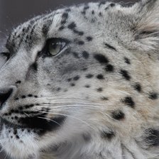 Схема вышивки «Барс»