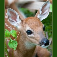 Схема вышивки «№2551511»