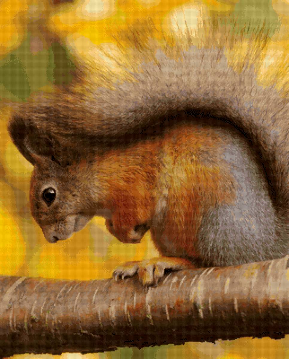 Белка - белка - предпросмотр