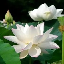 Схема вышивки «Лилии»