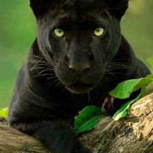 Схема вышивки «Пантера»