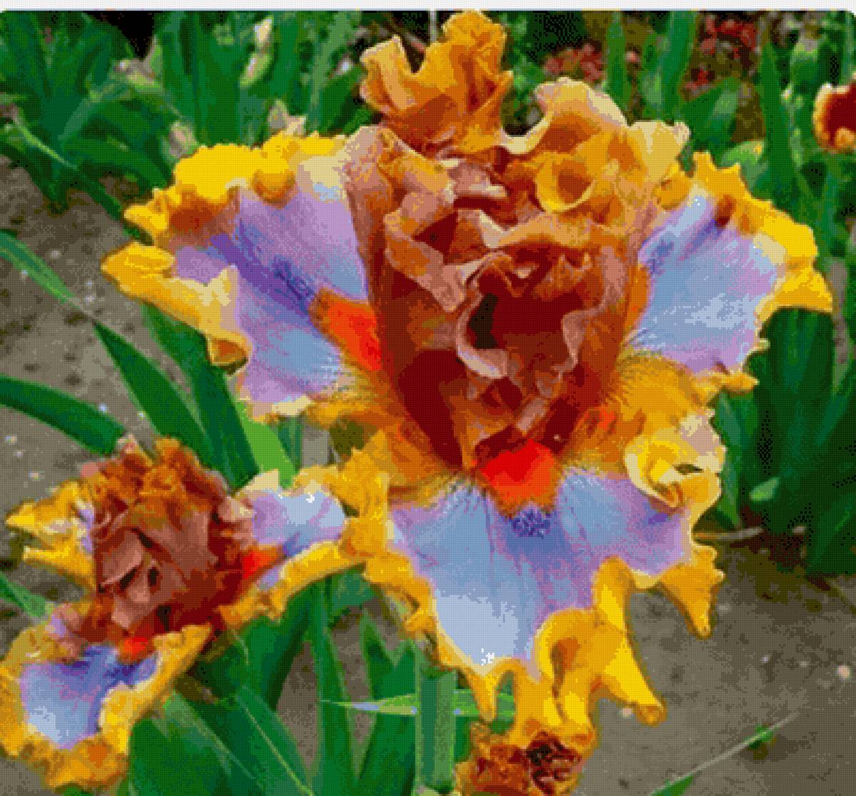 Ирис - цветы - предпросмотр