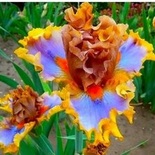 Схема вышивки «Ирис»