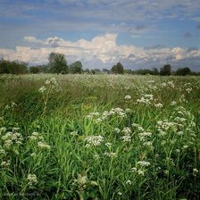 Схема вышивки «На лугу»