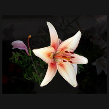 Схема вышивки «Лилия»