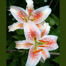 Схема вышивки «Лилия»