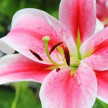 Схема вышивки «Лилия»