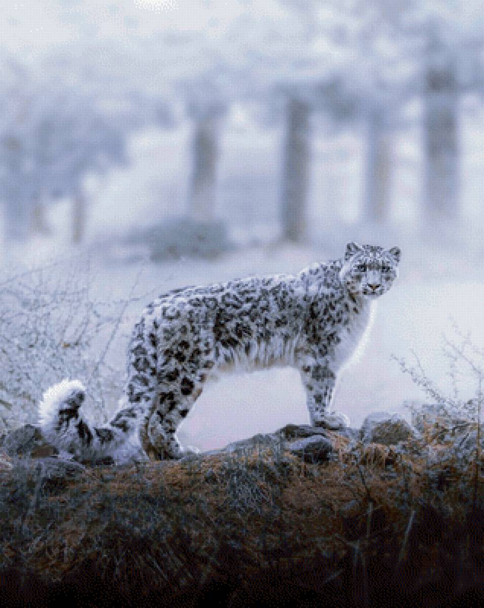 Снежный барс (Ирбис) - фотографии - предпросмотр