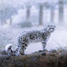 Снежный барс (Ирбис)