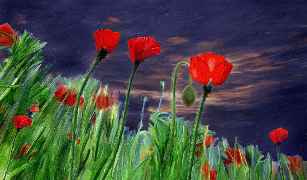 Маки в ночном поле - картина, пейзаж, маки, ночь, поле - оригинал