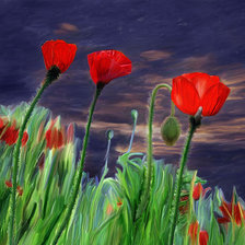 Схема вышивки «Маки в ночном поле»