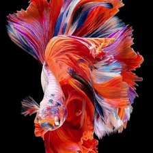 Схема вышивки «Сказочная рыбка»