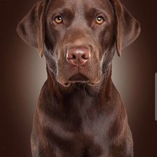 Схема вышивки «Лобрадор Шоколад»