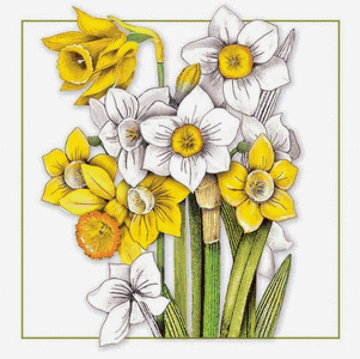 Нарциссы - нарциссы, цветы - предпросмотр