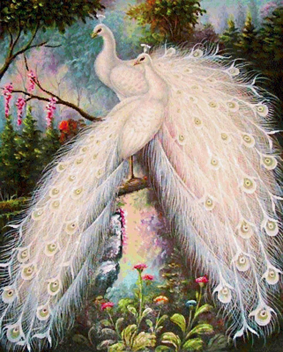 Павлины - павлины, птицы - предпросмотр