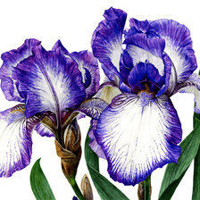 Схема вышивки «Худ. Anna Mason»