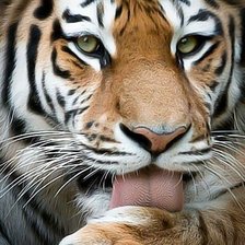 Схема вышивки «Тигр»