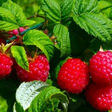 Схема вышивки «Куст малины»