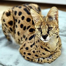 Схема вышивки «Ашера»