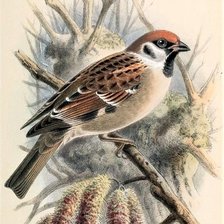 Схема вышивки «Воробей»