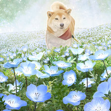 Схема вышивки «Собака в цветах»