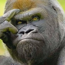 Схема вышивки «Gorila»