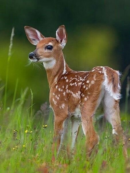 №2555933 - оригинал