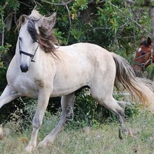 Схема вышивки «Mi amigo»