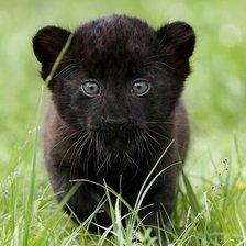 Схема вышивки «Котёнок пантеры»