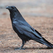 Схема вышивки «Ворон»