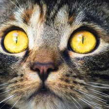 Схема вышивки «Кот»