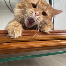 Схема вышивки «Молли2»