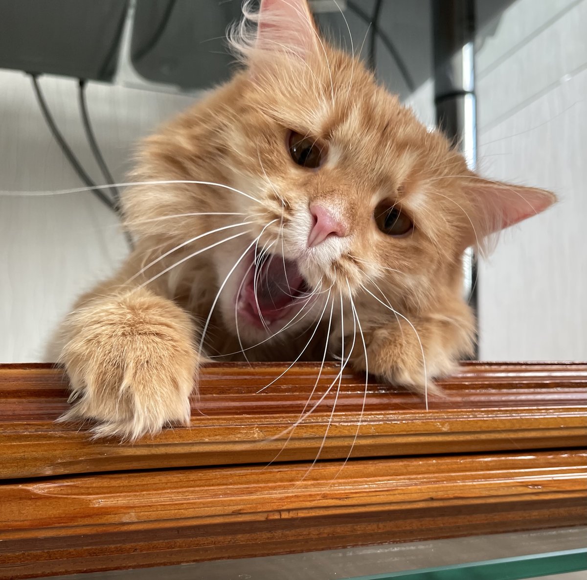 Молли 3 - киска - оригинал