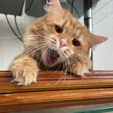 Схема вышивки «Молли 3»