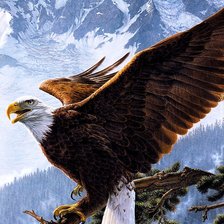 Белоголовый орлан