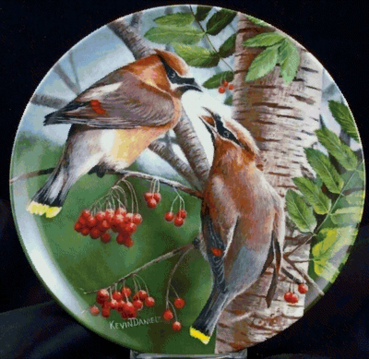 №2559593 - природа, птицы - предпросмотр