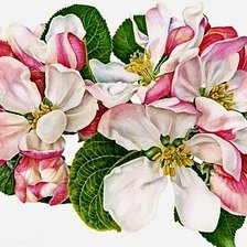 Схема вышивки «ветка яблони»