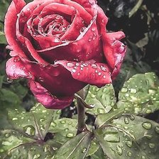 Схема вышивки «роза,  пнк»