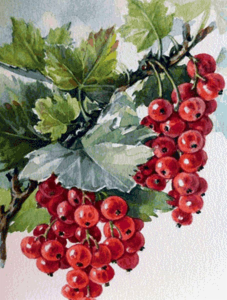 Красная смородина - ягоды, смородина, лето - предпросмотр