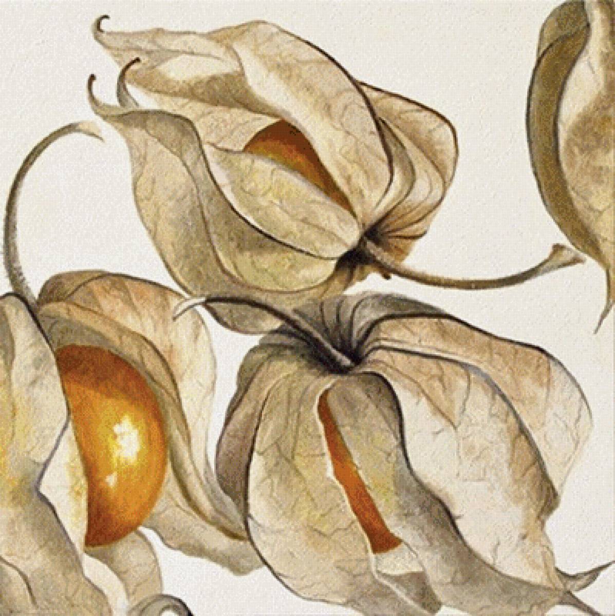 физалис - фрукты, ягоды, растение - предпросмотр