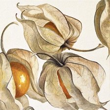 Схема вышивки «физалис»