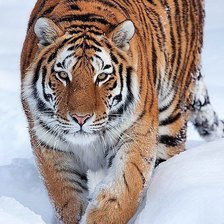 Схема вышивки «№2561202»