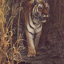 Тигр. Роберт Бейтман