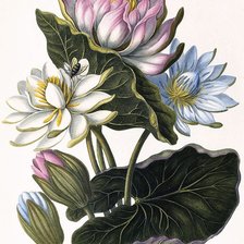 Схема вышивки «три лотоса»