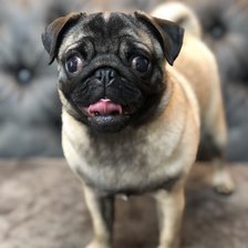 Схема вышивки «Мопсик Айми»