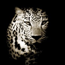 Схема вышивки «МОНОХРОМ ЛЕОПАРД»