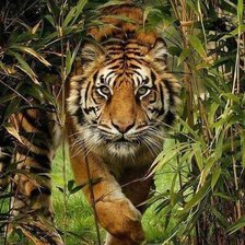 Схема вышивки «тигр»